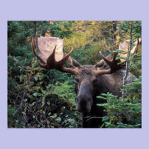 North America, Canada, Nova Scotia, Cape Breton posters