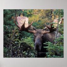 North America, Canada, Nova Scotia, Cape Breton Poster