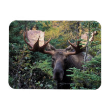 North America, Canada, Nova Scotia, Cape Breton Vinyl Magnets