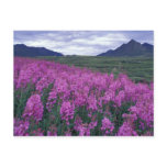 North America, Canada, Yukon. Fireweed blooms