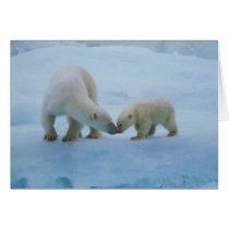 North America, Canadian Arctic. Polar bear and