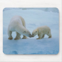 North America, Canadian Arctic. Polar bear and