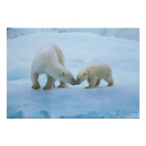 North America, Canadian Arctic. Polar bear and