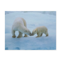 North America, Canadian Arctic. Polar bear and
