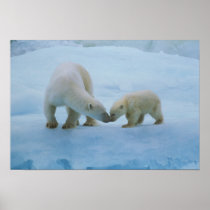 North America, Canadian Arctic. Polar bear and