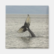 North America, USA, AK, Inside Passage. Humpback Magnet