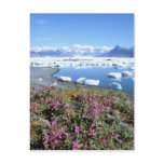 North America, USA, Alaska, Prince William Post Card