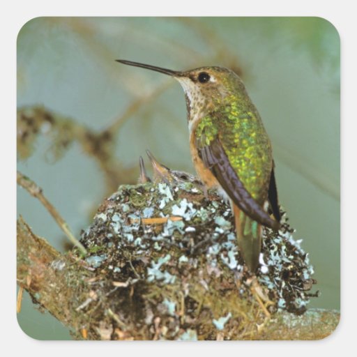 North America, USA, Alaska. Rufous Humming bird Square Sticker