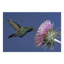 North America, USA, Arizona. Broad-billed
