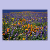 North America, USA, California, Los Angeles 2 posters