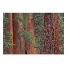 North America, USA, California, Yosemite NP, Photo Print