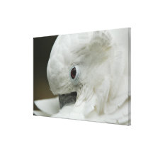 North America, USA, Florida, St. Augustine, a Canvas Prints