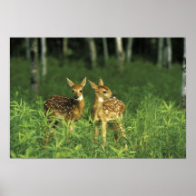 North America, USA, Minnesota. White-tailed 2 Poster