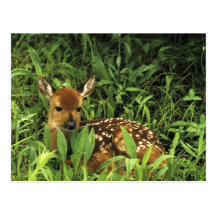 North America, USA, Minnesota. White-tailed Postcards