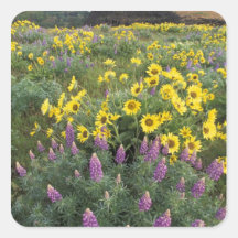 North America, USA, Oregon, Columbia River Square Sticker