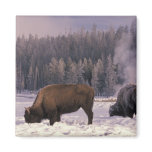 North America, USA, Wyoming, Yellowstone NP, Magnets
