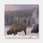 North America, USA, Wyoming, Yellowstone NP, Magnets