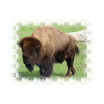 North American Bison Kid's T-Shirt