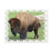 North American Bison Postcard