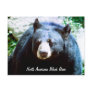 North American Black Bear Postcard