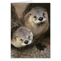 North American River Otters Cards