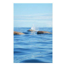North Atlantic Bottlenose Whales Stationery Paper