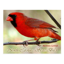 North Carolina State Bird - Northern Cardinal Postcards