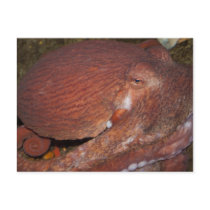 North Pacific Giant Octopus Post Card