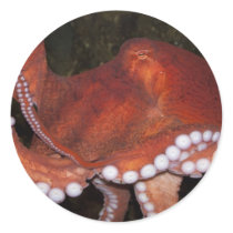 North Pacific Octopus Round Sticker