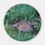 Northern Bobwhite Quail Magnets