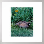 Northern Bobwhite quail Poster