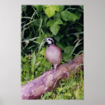 Northern Bobwhite Quail Posters