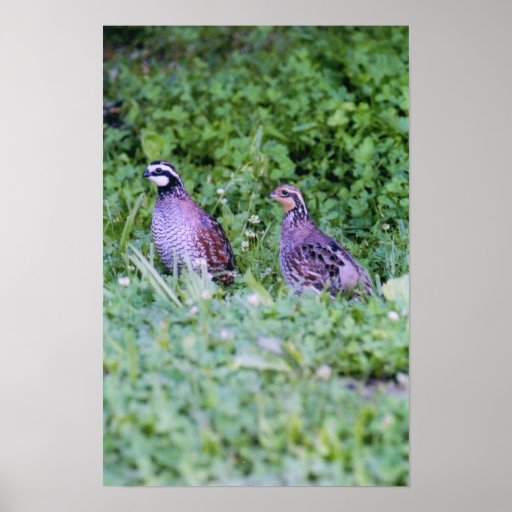 Northern Bobwhite Quail Posters