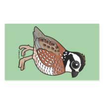 Northern Bobwhite