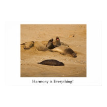 Northern California elephant seals posters