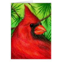 Northern Cardinal