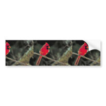 Northern cardinal bumper sticker