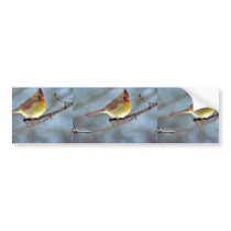 Northern cardinal bumper sticker