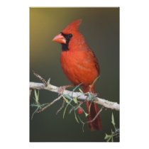 Northern Cardinal, Cardinalis cardinalis, male