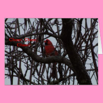 Northern Cardinal, Cheer, Cheer, Cheer cards