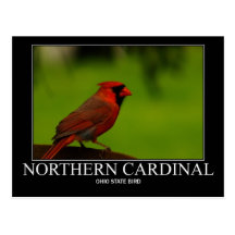 Northern Cardinal Post Cards