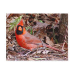 Northern Cardinal Postcard
