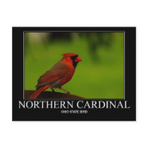 Northern Cardinal Post Cards