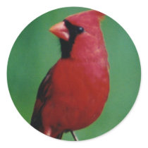 Northern Cardinal