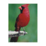 Northern Cardnials Post Cards