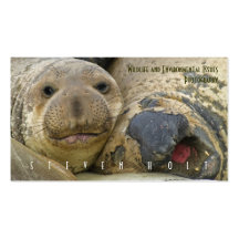 Northern Elephant Seals Business Card Template