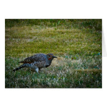 Northern Flicker #1 Greeting Cards