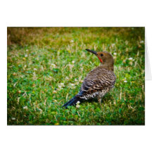 Northern Flicker #3 Greeting Card