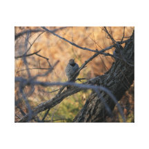 Northern Flicker Canvas Print
