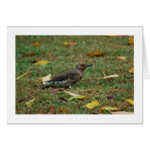 Northern Flicker Greeting Card
